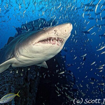 Olympus Dive Center