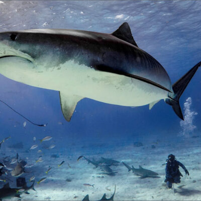 Neal Watson’s Bimini Scuba Center