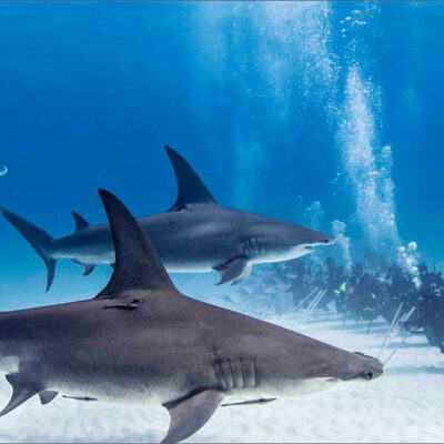 Neal Watson’s Bimini Scuba Center