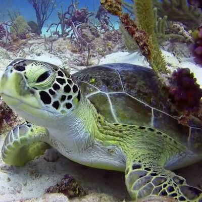 Palm Beach Divers Aruba